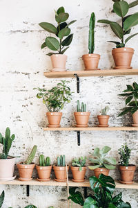 Potted plants on shelf against wall