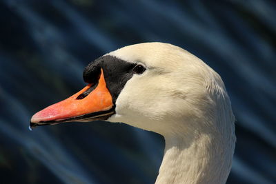 Close-up of swan