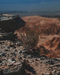 Close-up of dead wild grass