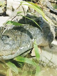 Close-up of a turtle in water