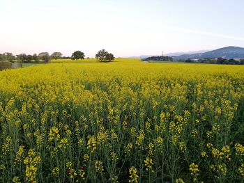 Scenic view of oilseed rape field against sky