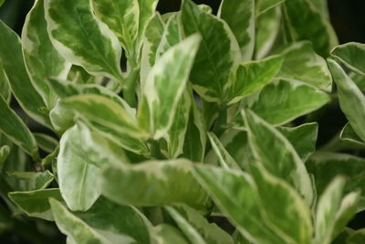 Close-up of fresh green leaves