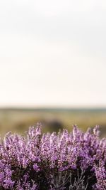 Close-up of purple flowering plants by land against sky