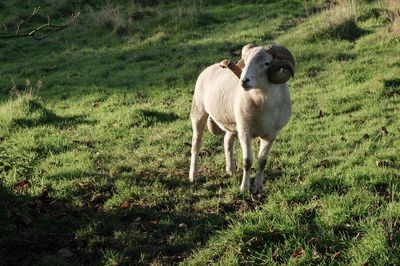 Sheep standing on field