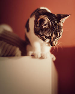 Close-up of kitten relaxing at home