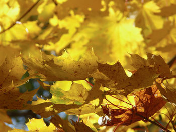 Close-up of yellow maple leaves