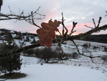 Close-up of frozen bare tree during winter