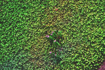 Full frame shot of plants growing on field
