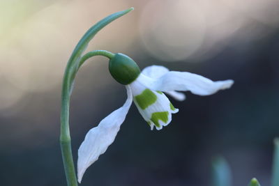 Close-up of white flowering plant