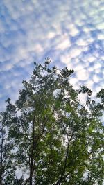 Low angle view of tree against sky