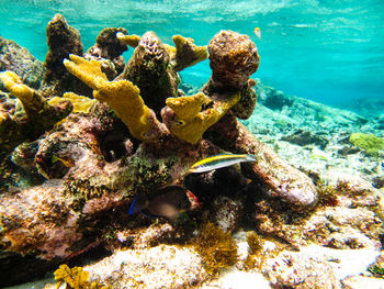 Close-up of fish swimming in sea