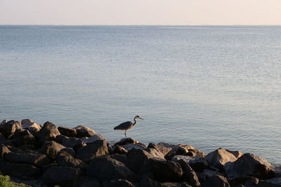Bird on rock by sea against sky