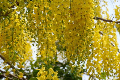 Close-up of yellow flowering plant