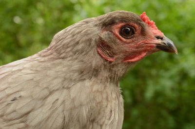 Close-up of a bird looking away