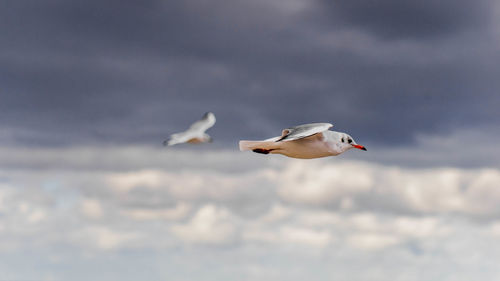 Low angle view of seagulls flying