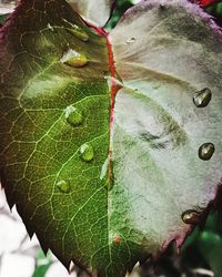 Close-up of wet leaves