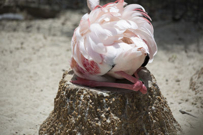 Close-up of bird on land