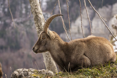 Close-up of ibex on field