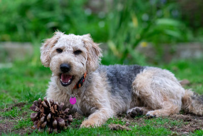 Portrait of dog relaxing on field