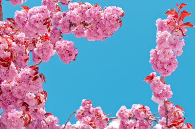 Low angle view of pink flowers blooming on tree against sky