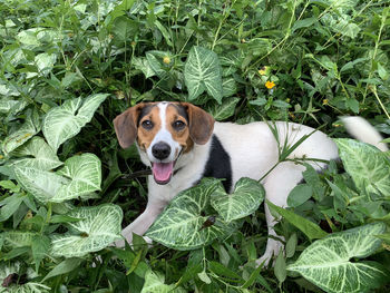 Portrait of a dog