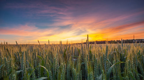 View of grassy field against scenic sky