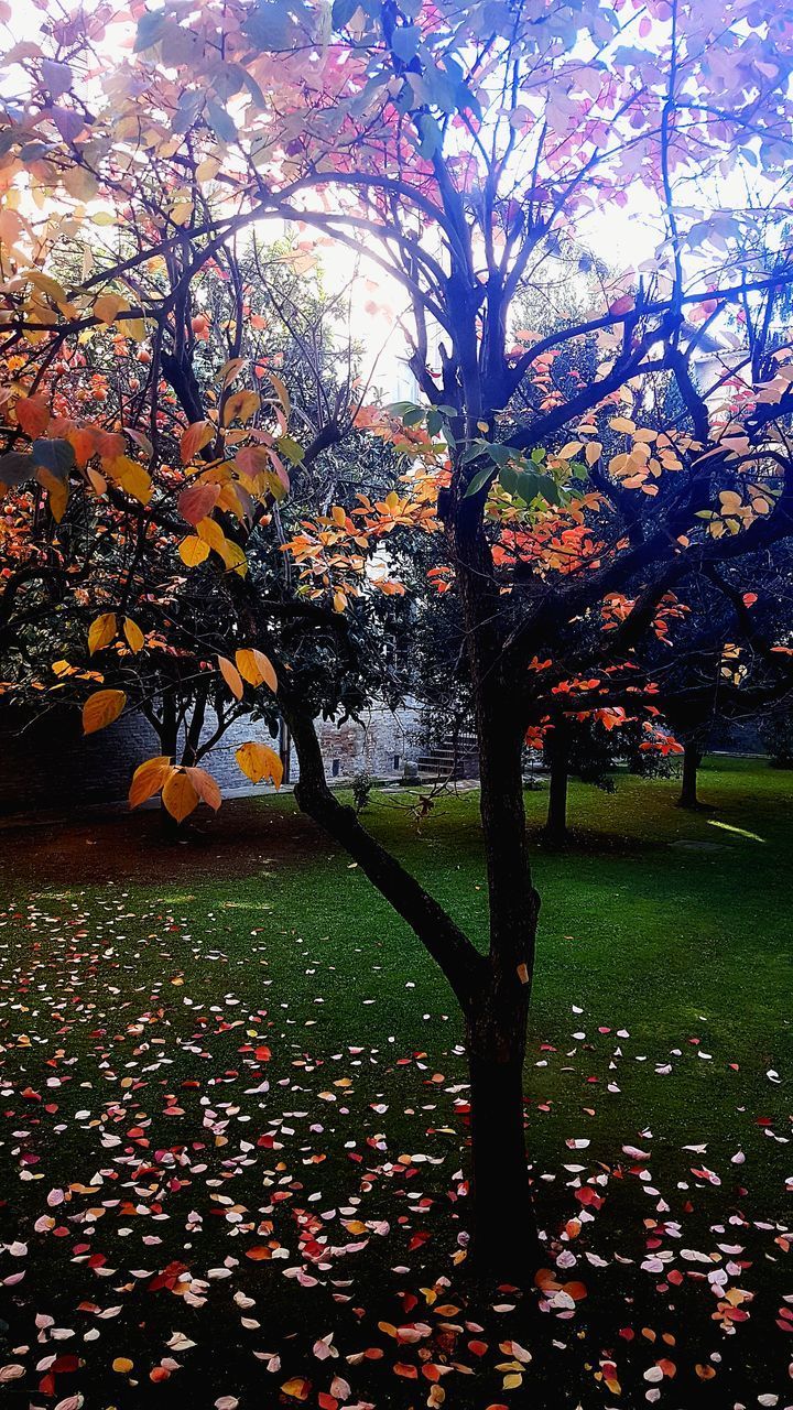 SUNLIGHT FALLING ON TREE DURING AUTUMN