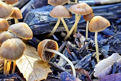 Close-up of mushrooms growing on field