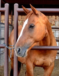 Close-up of horse at stable