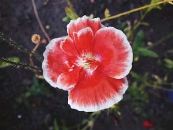 Close-up of red hibiscus flower