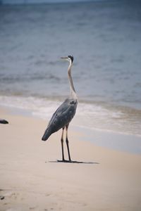 Heron on a beach
