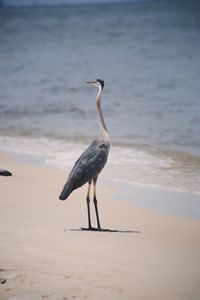 Seagull on a beach