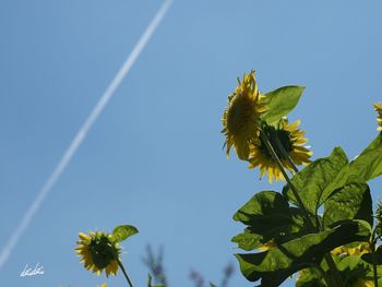 Low angle view of tree against clear sky