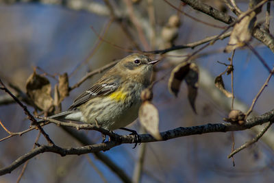 Close-up of bird perching on branch