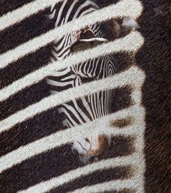 Close-up of a zebra