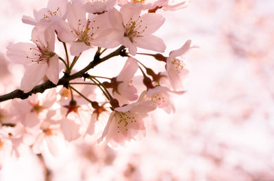 Close-up of cherry blossoms in spring