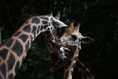 Close-up of giraffe