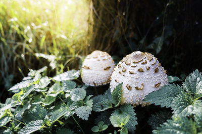 Close-up of mushrooms growing outdoors