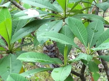 High angle view of insect on leaf