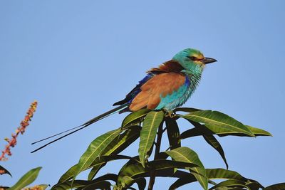 Low angle view of an abyssinian roller perching on a mango tree against clear blue sky