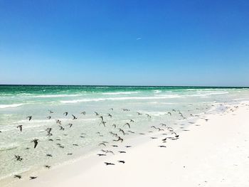 Flock of birds on beach against clear blue sky