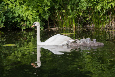 Mute swan with cygnets in pond