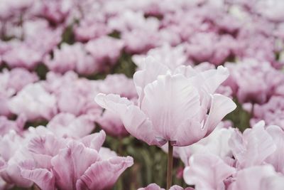 Close-up of pink rose flowers