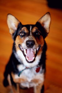 Close-up portrait of a dog