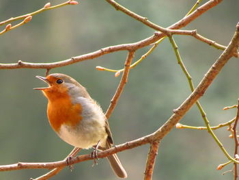 Close-up of bird perching on branch