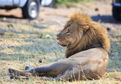 Handsome male lion resting on ground 