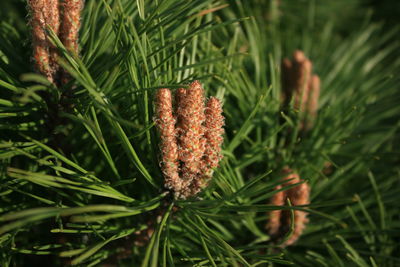 Close-up of pine cone on field