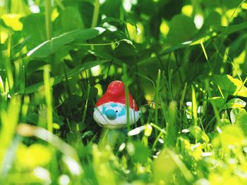 Close-up of parrot on grass