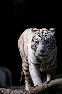 View of a tiger