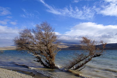 Trees on beach against blue sky